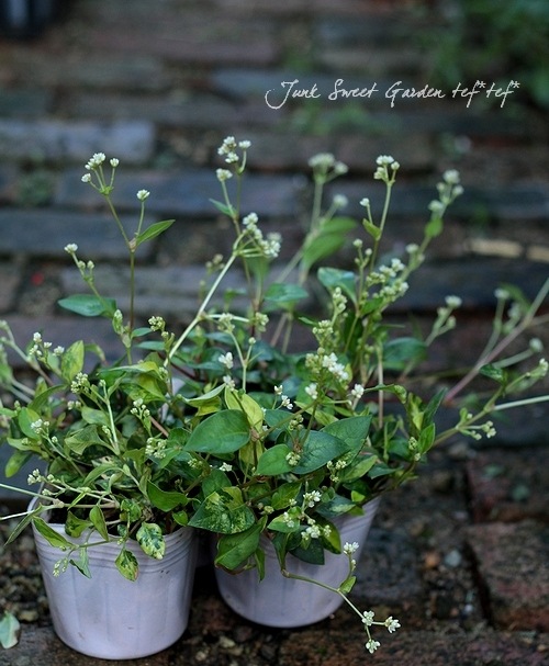 ペルシカリア トリカラードラゴン すべての商品 Junk Sweet Garden Tef Tef