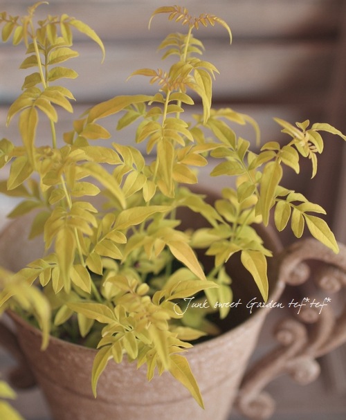 Jasminum Officinale Br Fiona Sunrise Br Br 季節で移り変わる葉色 Br 四季咲き性ハゴロモ ジャスミン Br フィオナサンライズ Flower Species Junk Sweet Garden Tef Tef