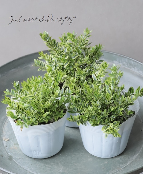 リリちゃん ドテラセレニティー 5ml ワイルドオレンジ・レモンユーカリ Amazon | レモンユーカリ 15ml | ドテラ | 化粧品原料・原液 通販