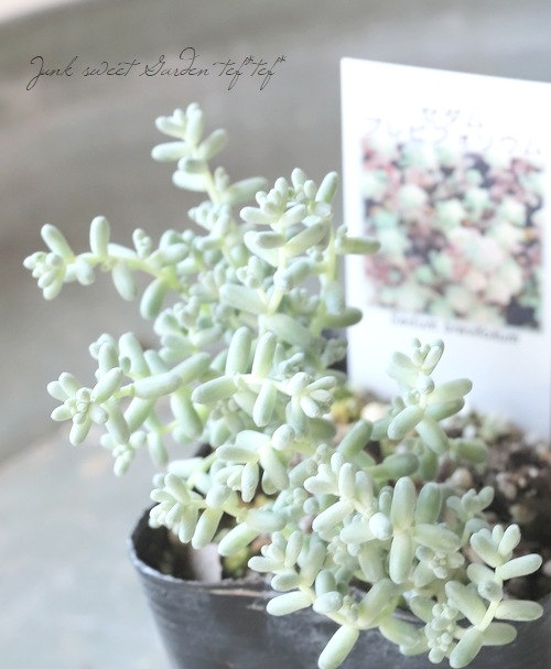 多肉植物】セダム 『ブレビフォリウム』 | すべての商品 | | Junk 