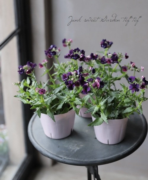 芳香宿根ネメシア・ネシア 『ボルケーノ』 新色！ | すべての商品