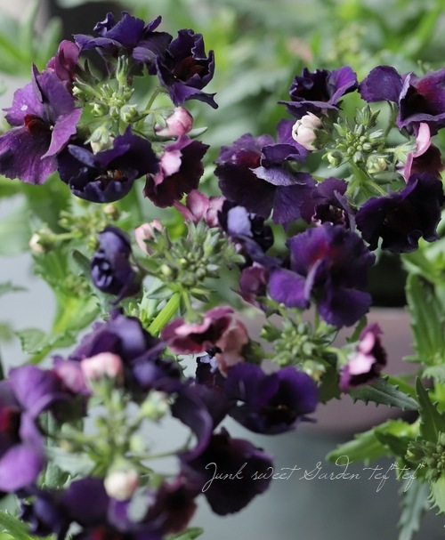 ˧��ɺ��ͥ᥷�����ͥ������إܥ륱���Ρ١�������