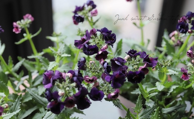 ˧��ɺ��ͥ᥷�����ͥ������إܥ륱���Ρ١�������