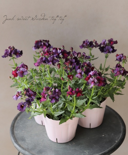 芳香宿根ネメシア・ネシア 『ボルケーノ』 新色！ | すべての商品