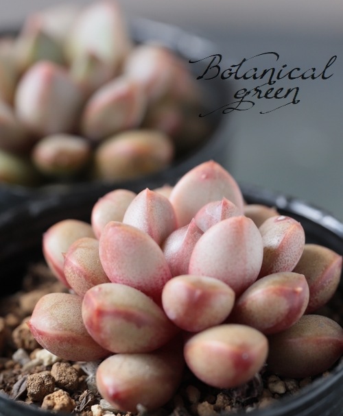 多肉植物】 『アメトルム』 グラプトベリア属 いとうぐりーん