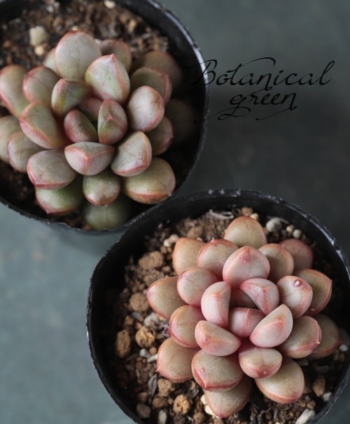 多肉植物】 『アメトルム』 グラプトベリア属 いとうぐりーん | すべて