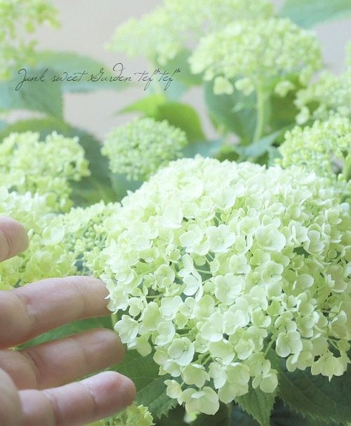 紫陽花 アナベル 『ライムのアナベル・コンパクト』 品種改良