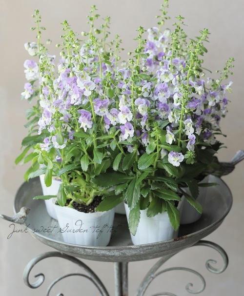 大輪アンゲロニア・アロニアビッグ 『パープルバイカラー』 | すべての