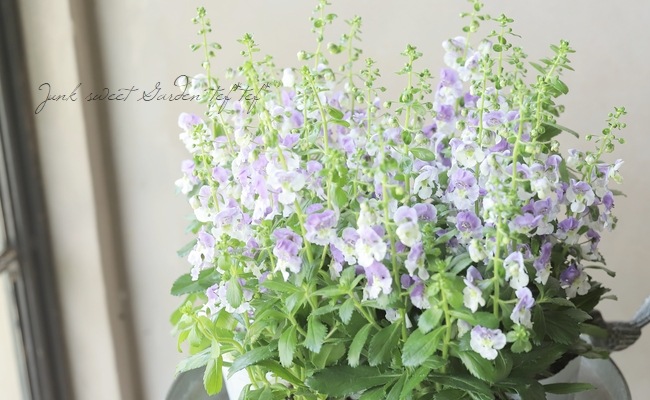 大輪アンゲロニア・アロニアビッグ 『パープルバイカラー』 | すべての