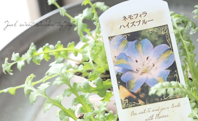 ネモフィラ 『ハイズブルー』 | すべての商品 | | Junk sweet Garden