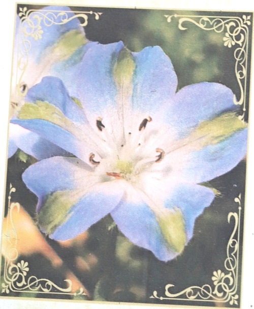 ネモフィラ 『ハイズブルー』 | すべての商品 | | Junk sweet Garden