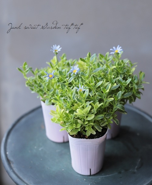 ブルーデージー 『くりーむそーだ』 | すべての商品 | | Junk sweet