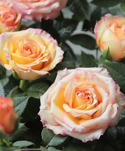 ミニバラ 『エアーブラッシュ・コルダナ』 | すべての商品 | | Junk