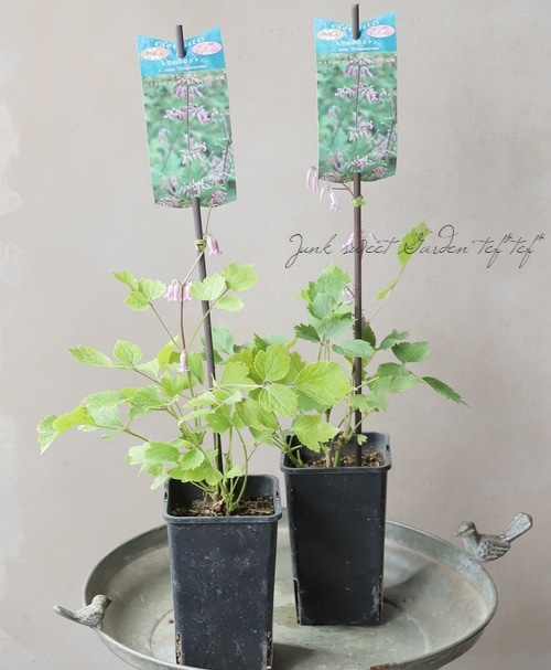 現在地上部なし】【及川フラグリーン】 クレマチス・ヘラクレイ