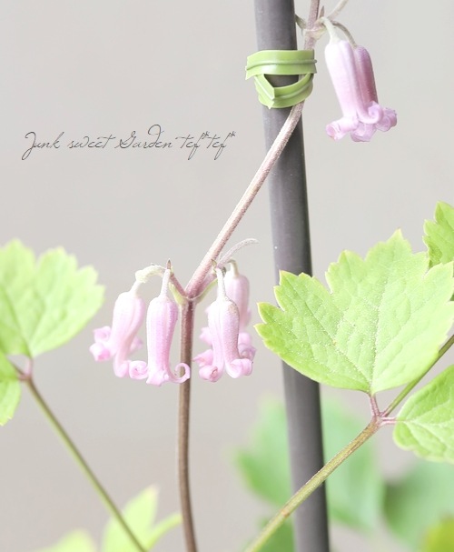 現在地上部なし】【及川フラグリーン】 クレマチス・ヘラクレイ