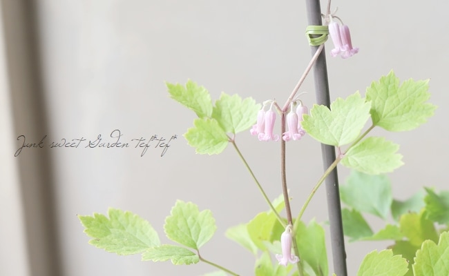 現在地上部なし】【及川フラグリーン】 クレマチス・ヘラクレイ