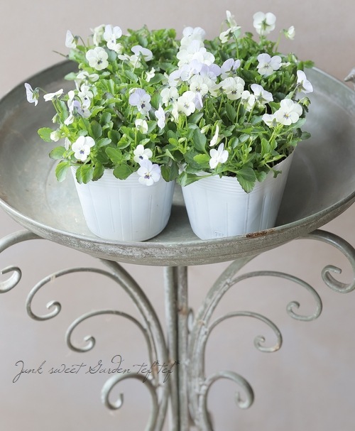 ○ビオラ・ビオレッタ 『オッドアイ』 | すべての商品 | | Junk sweet