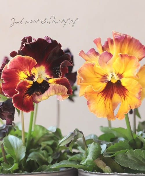 ○桂楓園さんのパンジー・フェデネージュ 『雪の妖精』 【変わり咲き