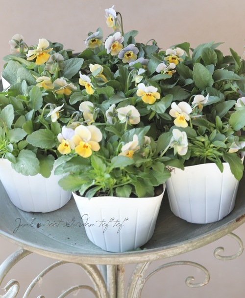 ○ビオラ 『ハピネス試験品種 4』 | すべての商品 | | Junk sweet