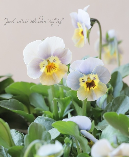 ○ビオラ 『ハピネス試験品種 4』 | すべての商品 | | Junk sweet