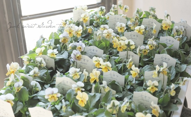 ○ビオラ 『ハピネス試験品種 4』 | すべての商品 | | Junk sweet