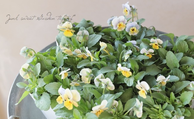 ○ビオラ 『ハピネス試験品種 4』 | すべての商品 | | Junk sweet