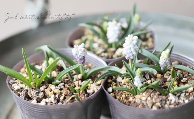 □【球根植物】 ムスカリ 『ネイチャーズビューティー』【花後価格20
