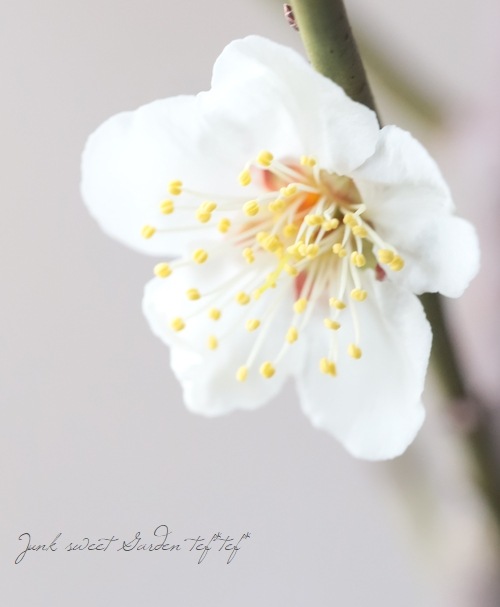 梅の接ぎ木苗『南高梅』2年生 | 花苗 | | Junk sweet Garden tef*tef*