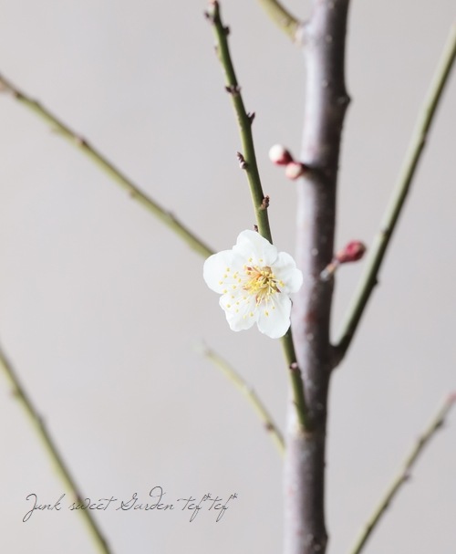 梅の接ぎ木苗『南高梅』2年生 | 花苗 | | Junk sweet Garden tef*tef*