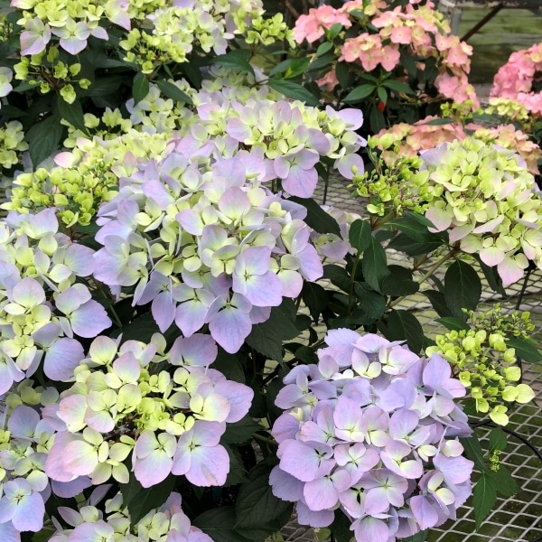 超最新新品種！】 紫陽花 ラグランジア 『クリスタルヴェール2
