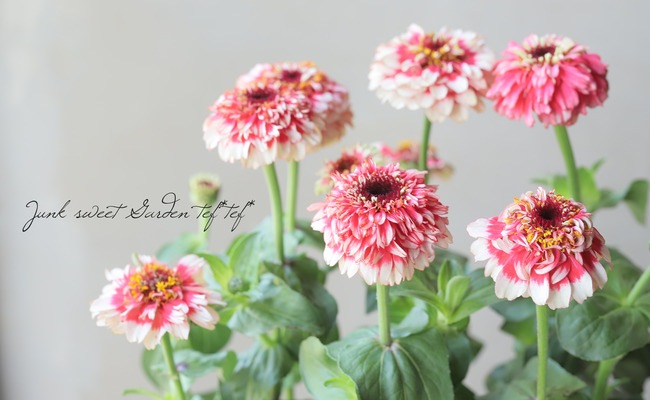 ジニア・シンデレラ 『フィズ』 | すべての商品 | | Junk sweet Garden