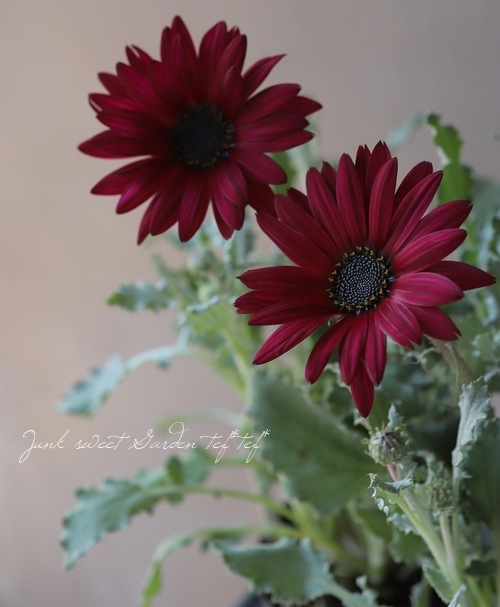 ֹͤ ȥ إ磻󥫥顼