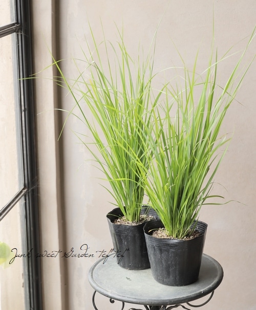 オーナメンタルグラス】 カラマグロスティス 『ブラキトリカ