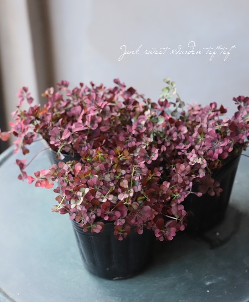 ߤȱݥ󥸥륯С إ졼