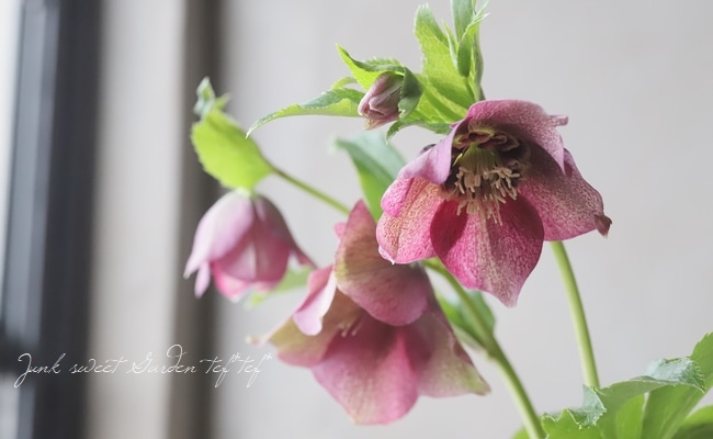 クリスマスローズ 静岡県・杉光園芸 杉山交配 『セミダブル・パープル