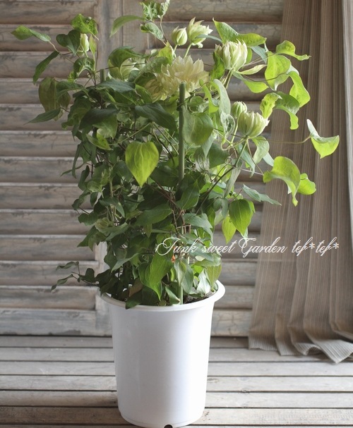 八重咲きクレマチス 『雪おこし』 | すべての商品 | | Junk sweet