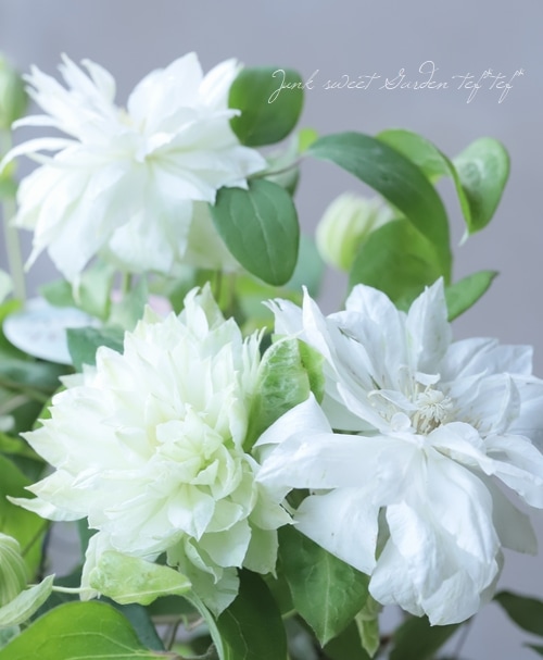 八重咲きクレマチス 『雪おこし』 | すべての商品 | | Junk sweet