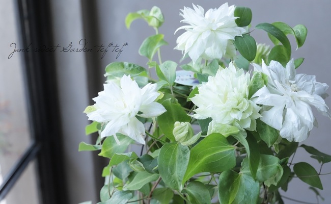 クレマチス　雪おこし　挿し木苗 楽天市場】クレマチス 『 雪おこし 』 パテンス系・旧枝咲き （ 早咲き