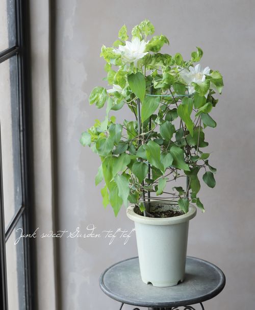 八重咲きクレマチス 『雪おこし』 | すべての商品 | | Junk sweet