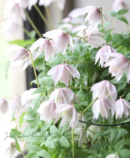 【週末お値下げ】サンレレ　ピンク　フラミンゴ クレマチス・アトラゲネ系 『ピンクフラミンゴ』 | すべての商品