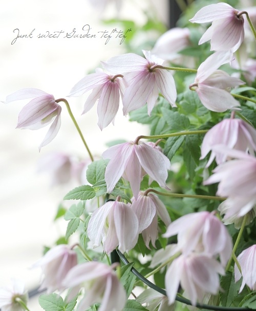 【週末お値下げ】サンレレ　ピンク　フラミンゴ ケニアAA ピンクフラミンゴ – 焙煎工房てんぷす