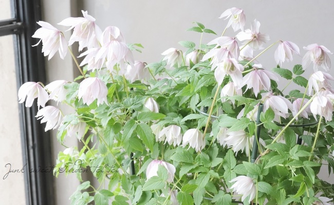 miki様ご検討用　クレマチス苗　アトラゲネ系 miki様ご検討用 クレマチス苗 アトラゲネ系 クレマチス