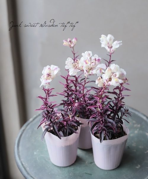 斑入り！銅葉キンギョソウ 『フロスティドラゴン』 | すべての商品