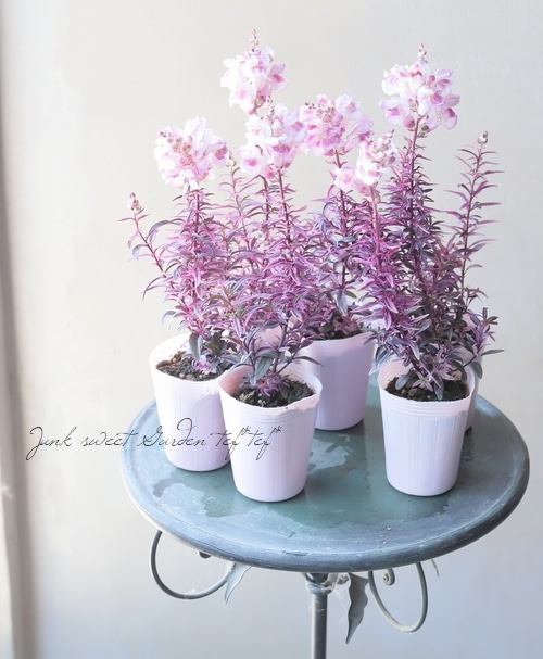 斑入り！銅葉キンギョソウ 『フロスティドラゴン』 | すべての商品