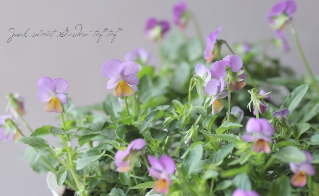 ビオラ・花ろまん 『ピンクレインボー』 | すべての商品