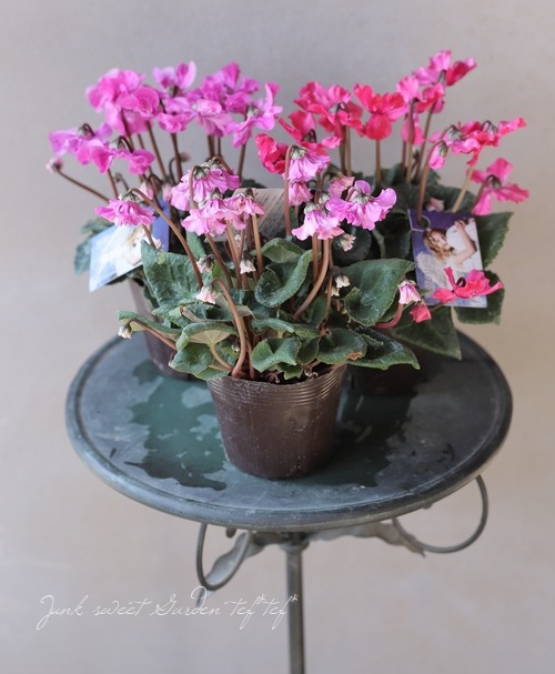 �������󡡡�ŷ�ȤΤϤ͡١�E������