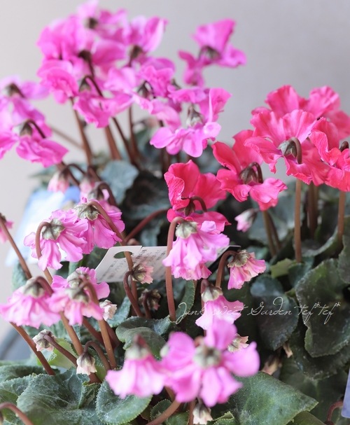 �������󡡡�ŷ�ȤΤϤ͡١�E������