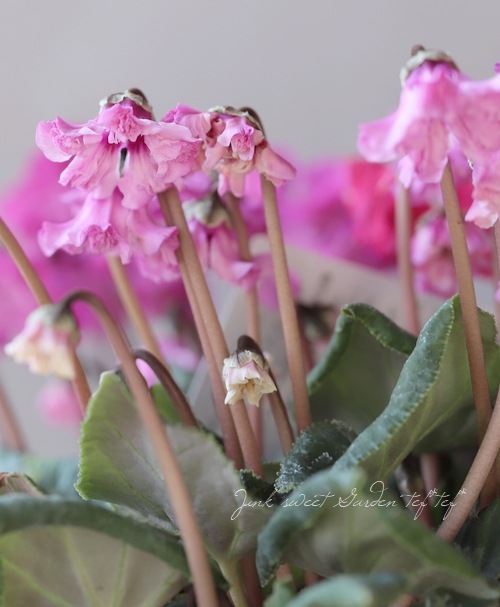 �������󡡡�ŷ�ȤΤϤ͡١�E������