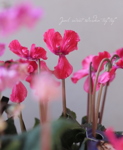 �������󡡡�ŷ�ȤΤϤ͡١�E������