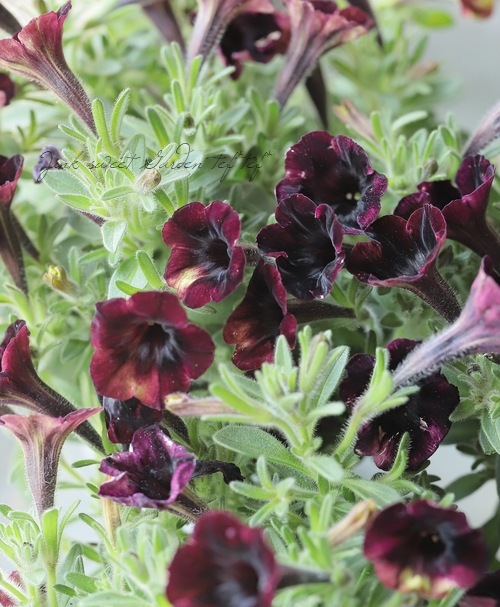 極小輪多花性ペチュニア ヴァルゴ 『ブラックベルベット』 | すべての